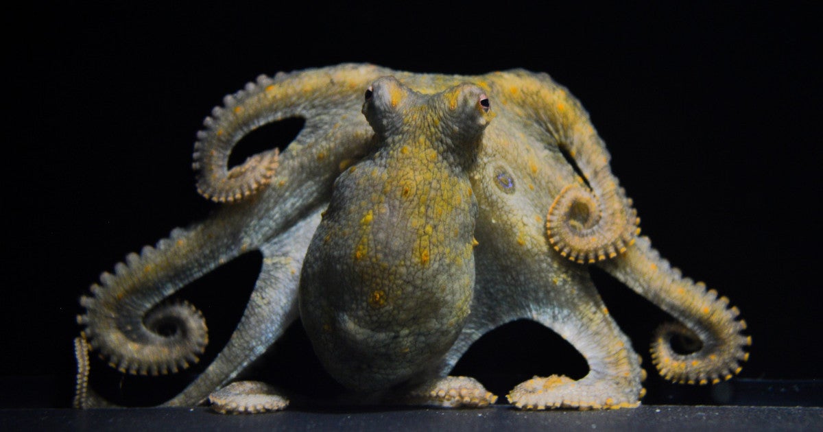 【激レア】OCTOPUS iuter タコ足 ジャケット L この腕は、愛のためにある | 沖縄科学技術大学院大学（OIST）